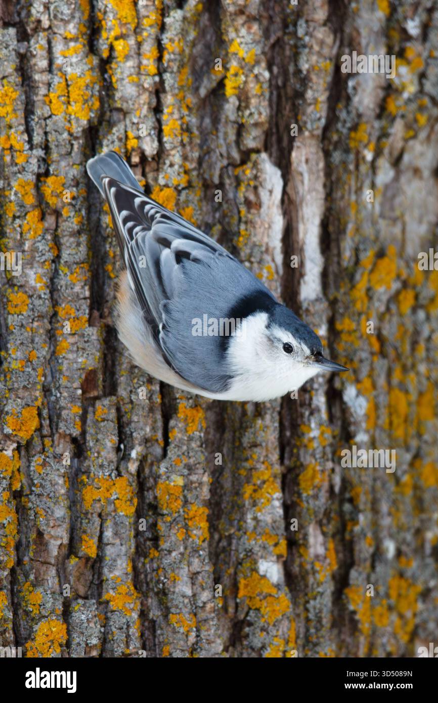 Ein Weißbrust Nuthatch, der unten auf der Seite eines Lindenholzbaums thront. Nord-Minnesota, USA. Stockfoto