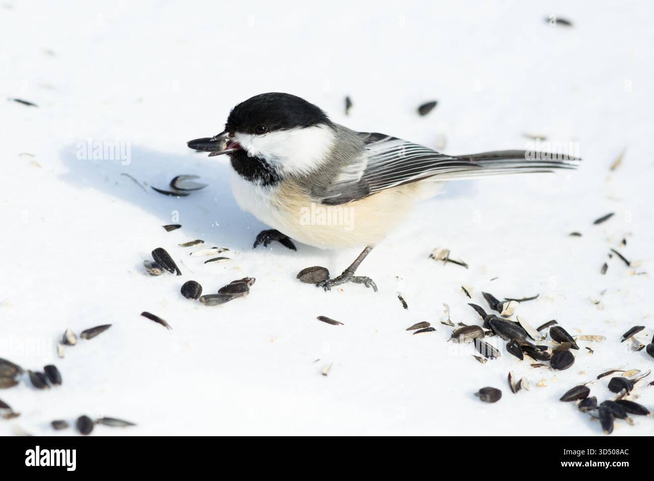 Ein Black Capped Chickadee, der einen schwarzen Sonnenblumenkorn im Schnee aufnimmt. Stockfoto