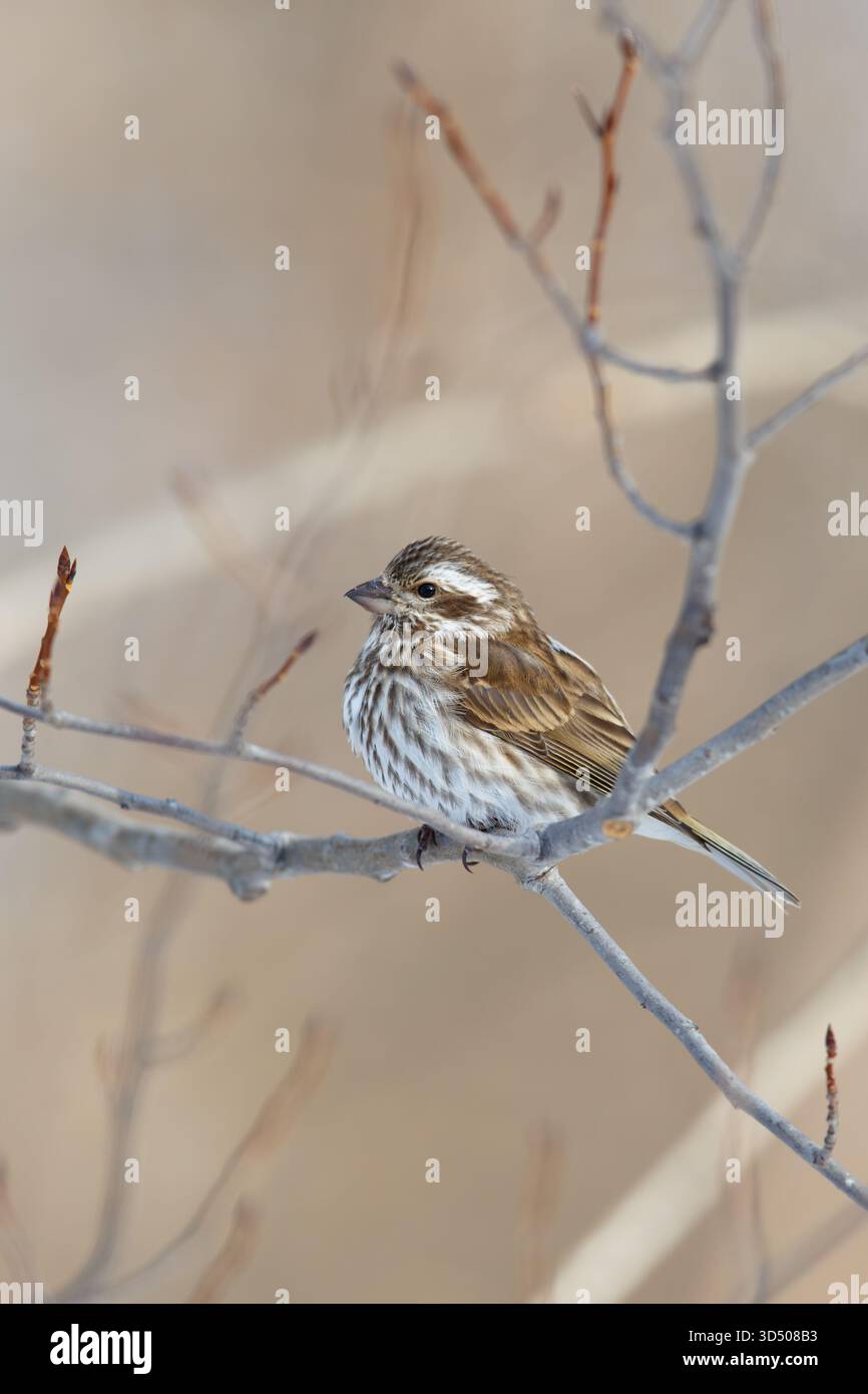 Weibliche Purpurfinke, die im Winter auf einem kargen Baumzweig thront. Purpureus hämorhus. Stockfoto