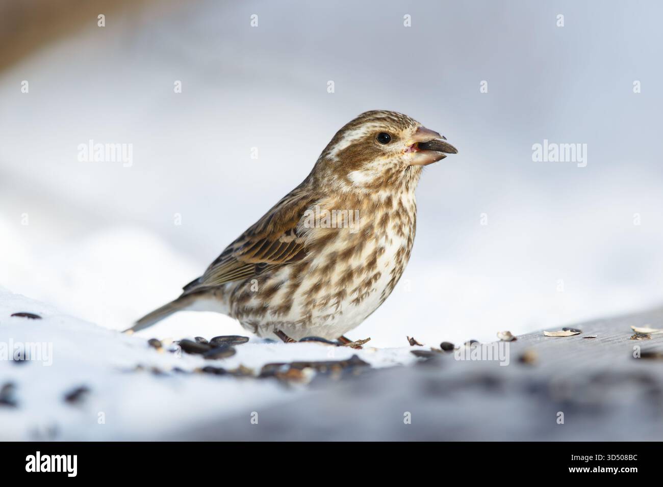 Weibliche Purpurfinke, die sich im Winter von einem schwarz geölten Sonnenblumenkorn ernährt. Purpureus hämorhus. Stockfoto