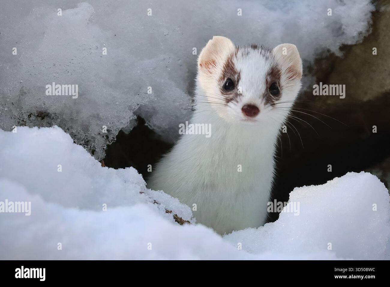 Weißer Ermine Stoat im Schnee Stockfoto
