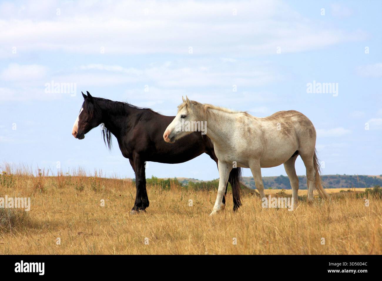 Zwei Erwachsene, wilde Pferde im Grasland des Theodore Roosevelt National Park, Badlands von North Dakota. Weißes Pferd und Schwarzes Pferd Stockfoto