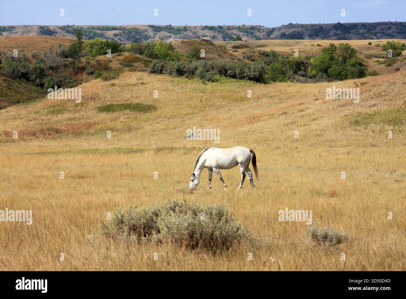 Weiße, Erwachsene und wilde Pferde im Theodore Roosevelt National Park, Badlands von North Dakota Stockfoto