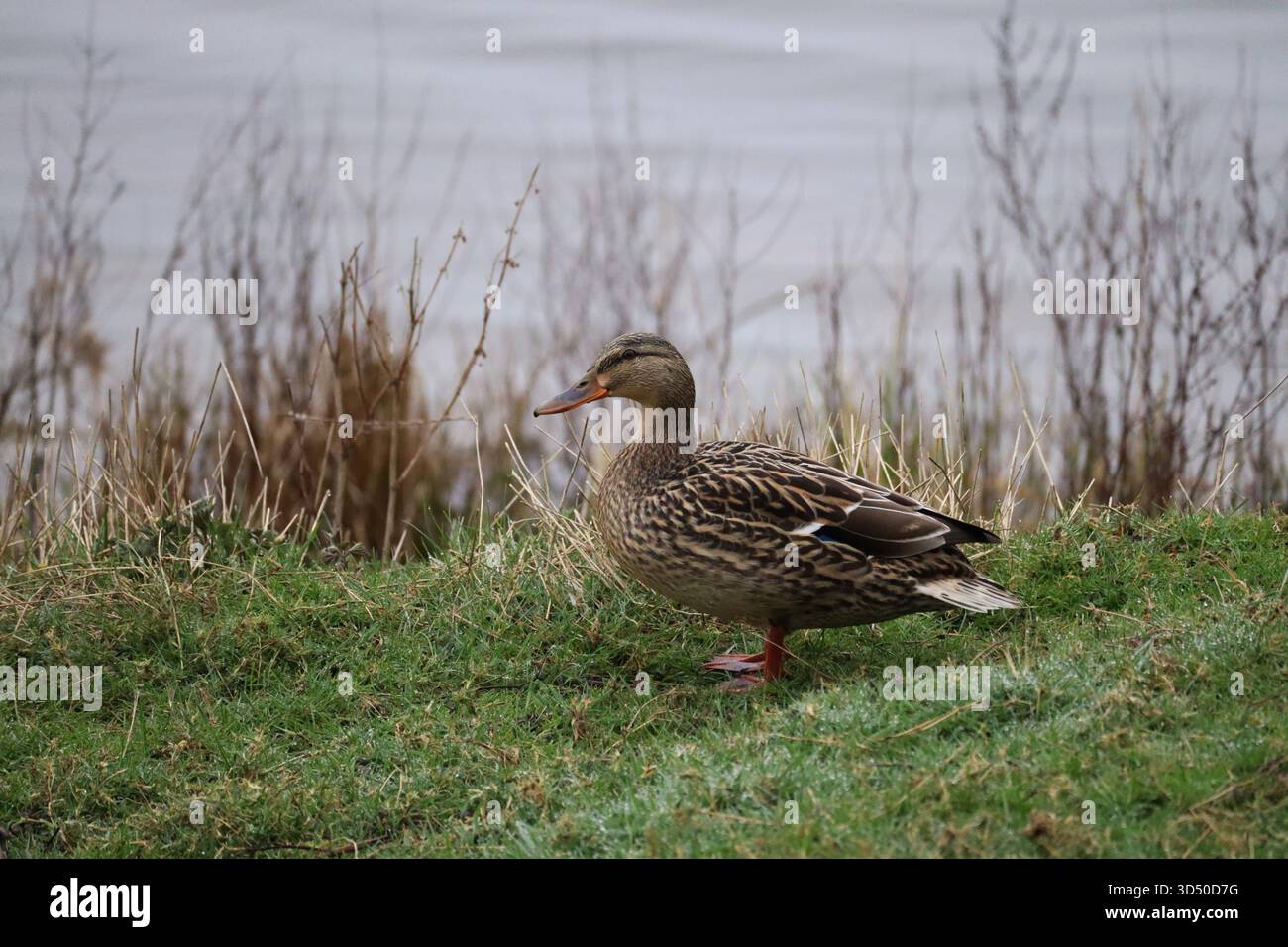 Weibliche Stockenten, die auf nassem Gras in der Nähe des Wasserrandes stehen. Stockfoto