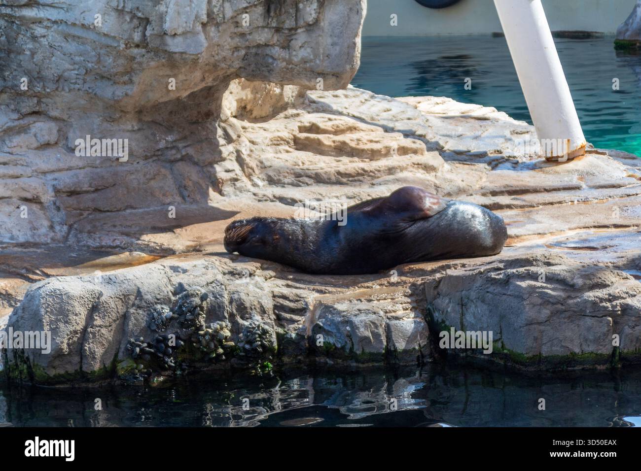 Ein Seelöwe ruht auf einer sonnendurchfluteten felsigen Plattform neben klarem Wasser, dessen Körper sich bequem gegen den Stein in einer ruhigen, friedlichen Umgebung schmiegt. Stockfoto