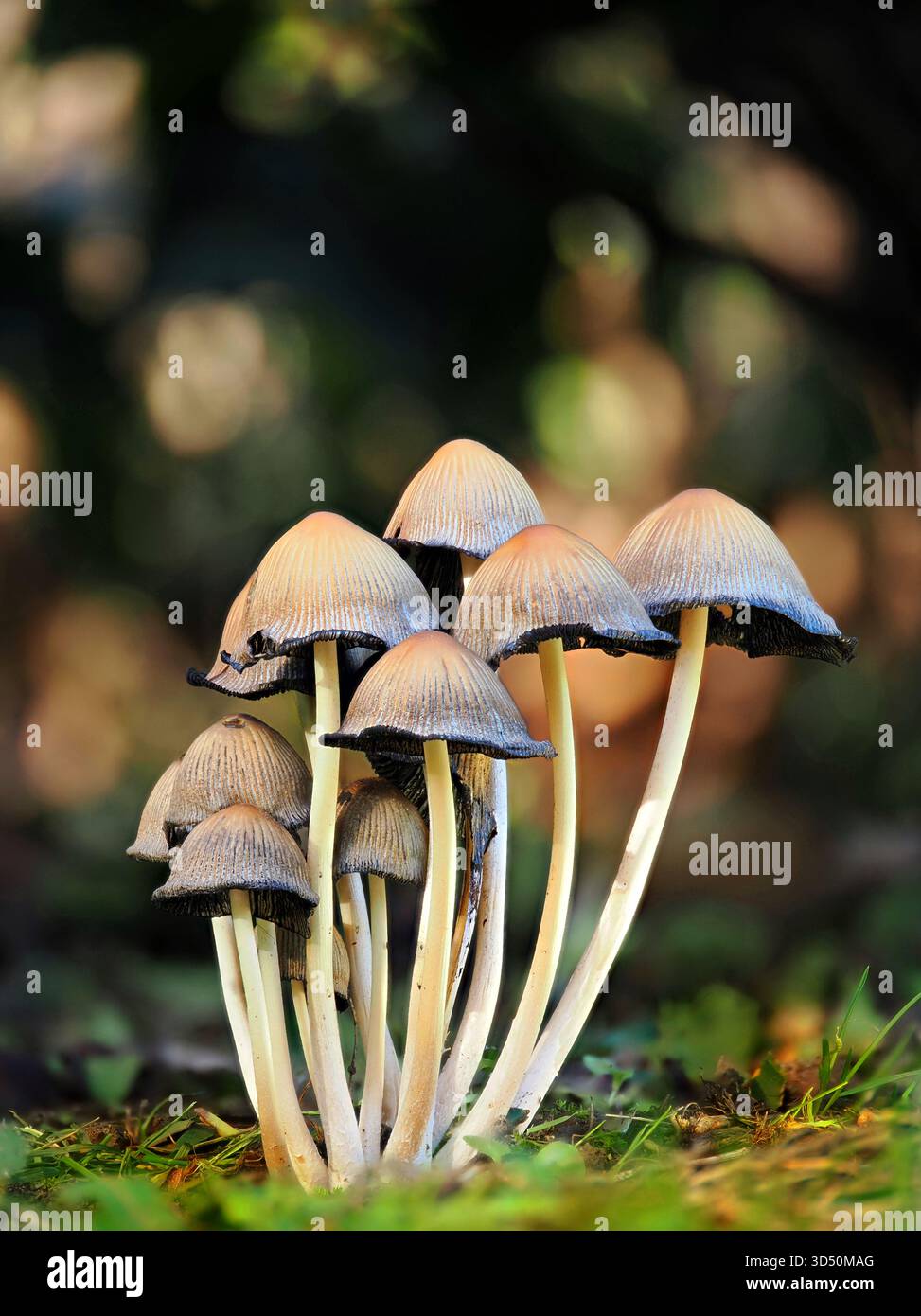 Coprinellus micaceus ist ein genießbarer Wildpilz aus Großbritannien, der bei jungen Jahren mit schönen weißen „Kristallen“ bedeckt ist. Stockfoto