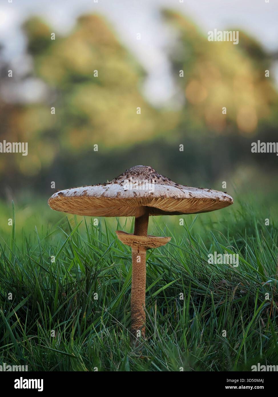 Der Parasol Mushroom, Macrolepiota procera, eine gewöhnliche, essbare Grünlandart, die von Nahrungssuchern und Mykophagen gleichermaßen geschätzt wird Stockfoto