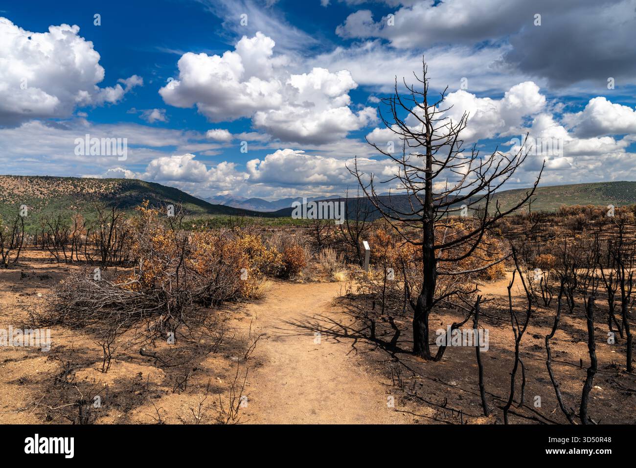 Landschaft einer Brandnarbe im Black Canyon des Gunnison-Nationalparks. Verkohlte tote Bäume und trockene Bürsten werden auf einem unbefestigten Pfad unter einem dramatischen bewölkten Himmel gesehen Stockfoto