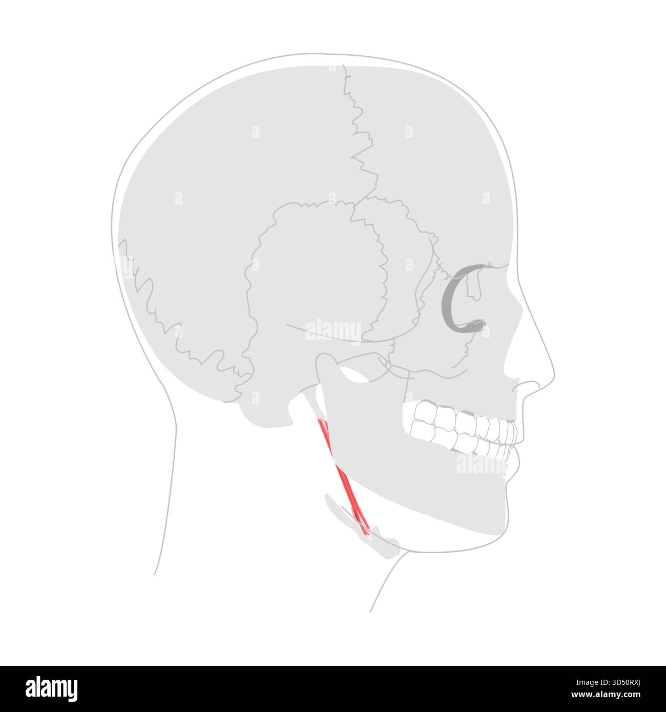 Stylohyoid - menschlicher suprayoider Muskel, dargestellt im Anatomiediagramm, erhöht und zieht den hyoiden Knochen während des Schluckens, medizinische Referenz und Kopf-Seite-Ansicht Bildungsillustration Stock Vektor