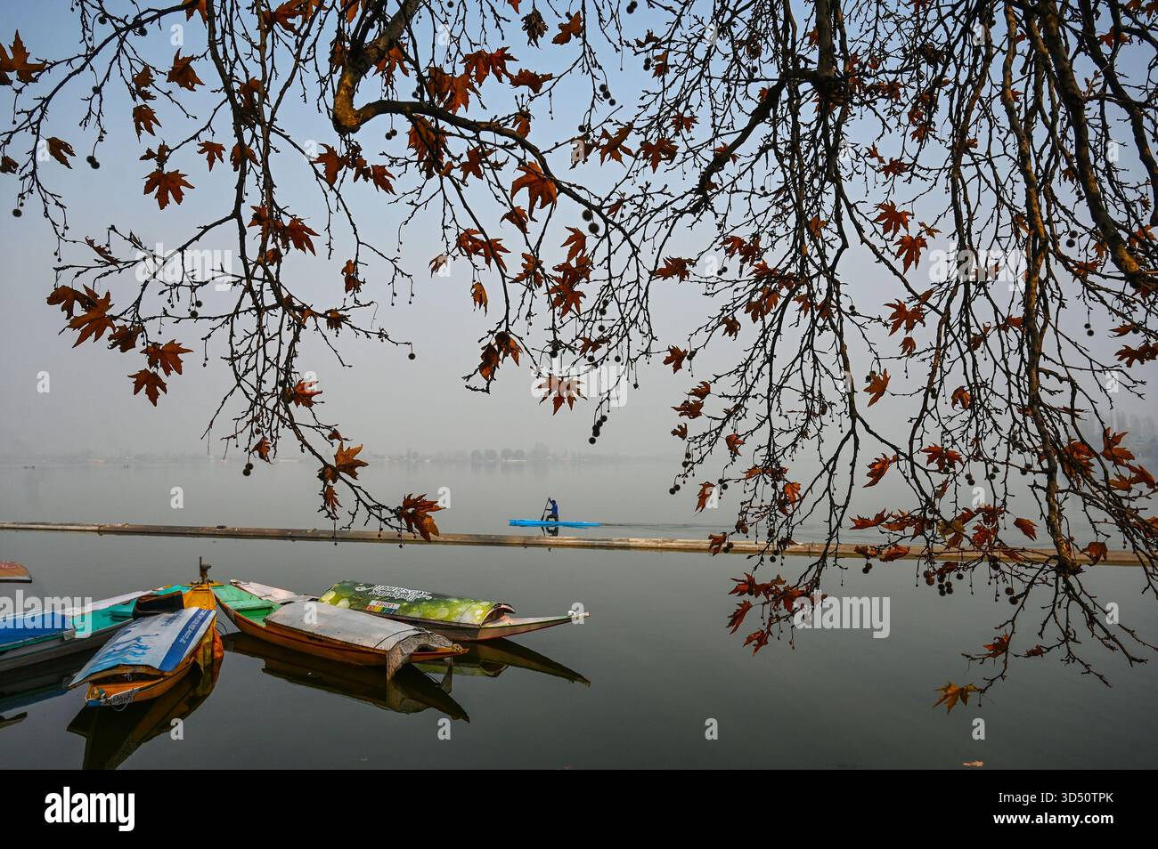 Srinagar, Indien. November 2025. SRINAGAR, INDIEN - 12. NOVEMBER: Ein Mann fährt am 12. November 2025 in Srinagar, Indien, auf einem Kajak im Dal-See. (Foto: Waseem Andrabi/Hindustan Times/SIPA USA) Credit: SIPA USA/Alamy Live News Stockfoto