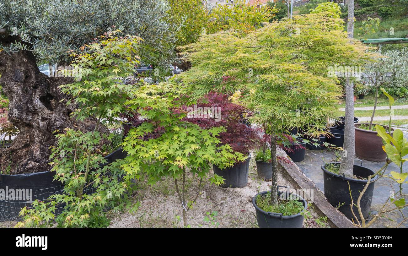 Eine Vielzahl von japanischen Ahornbäumen Acer Palmatum mit grünem und rotem Laub, neben einem großen, alten Olivenbaum Stamm in einem Garten im Freien Nurs Stockfoto