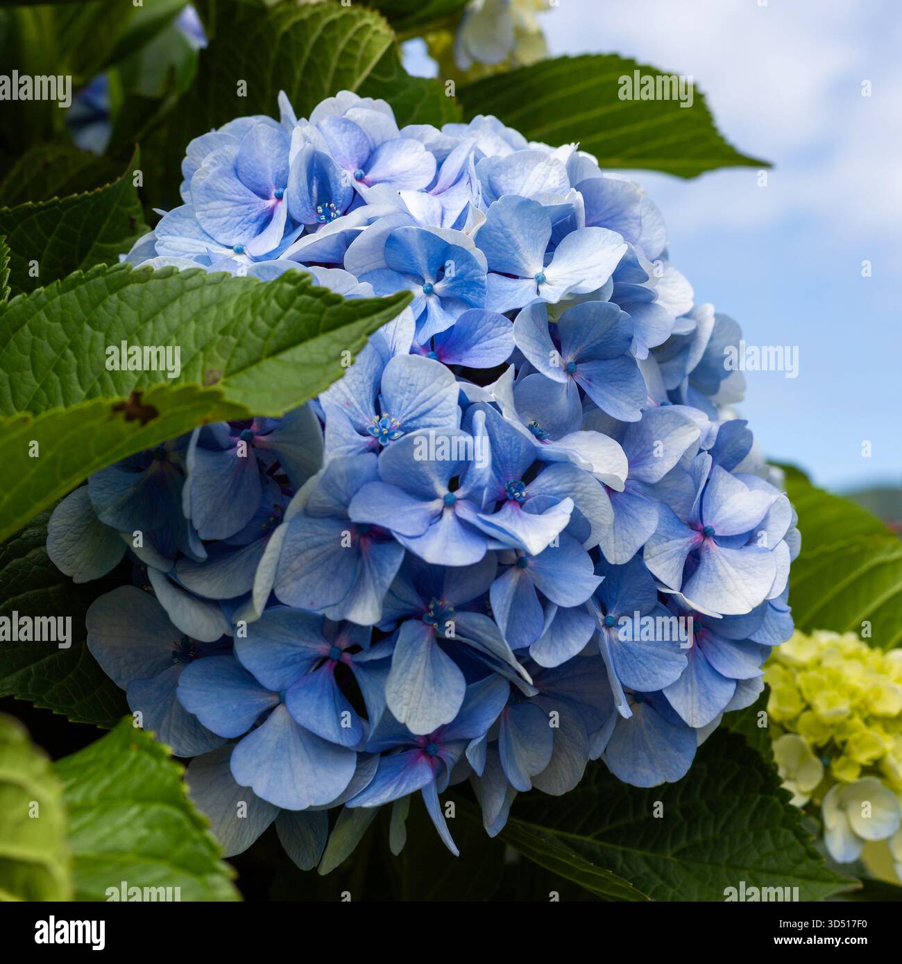 Schöne Nahaufnahme von blauen Hortensie Blüten in voller Blüte, San Miguel, Azoren, Portugal. Stockfoto