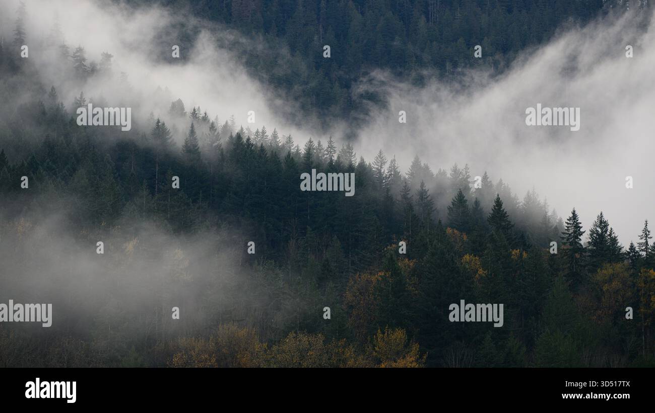 Im Herbst zieht sich Nebel um den Wald auf den Hügeln Stockfoto