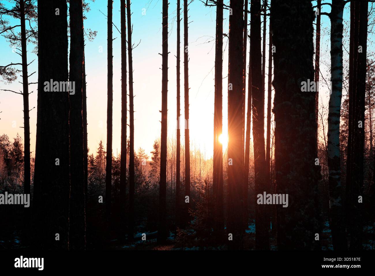 Die ersten Sonnenstrahlen hinter Kiefernstämmen an einem kalten Heiligabend im finnischen Wald. Stockfoto