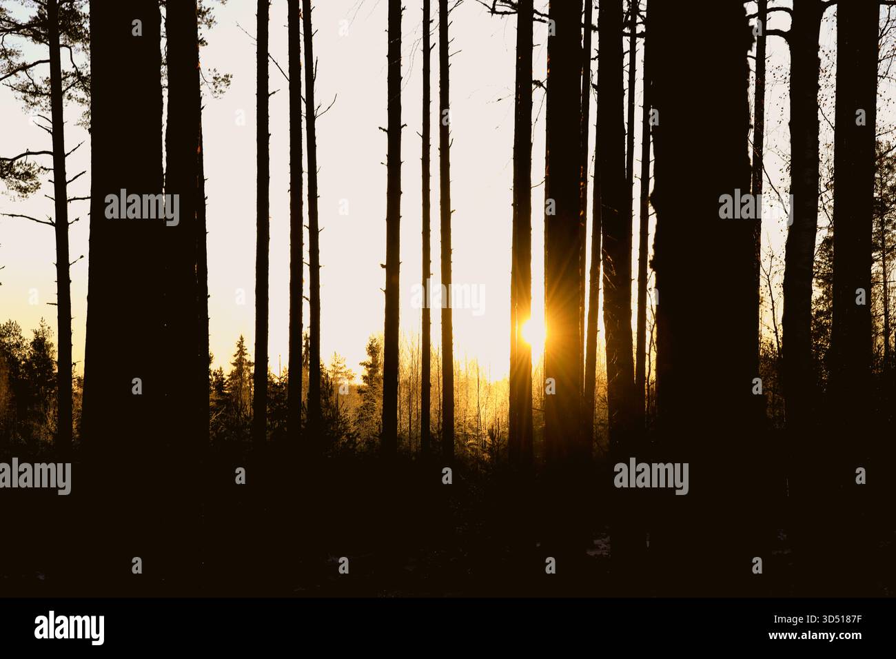 Wintersonnenaufgang hinter Kiefernstämmen an einem kalten Heiligabend im finnischen Wald. Stockfoto