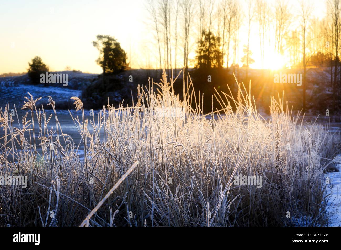 Wintersonnenaufgang färbt Gras in Goldtönen an einem kalten Weihnachtsmorgen in der finnischen Landschaft mit Raureif. Stockfoto