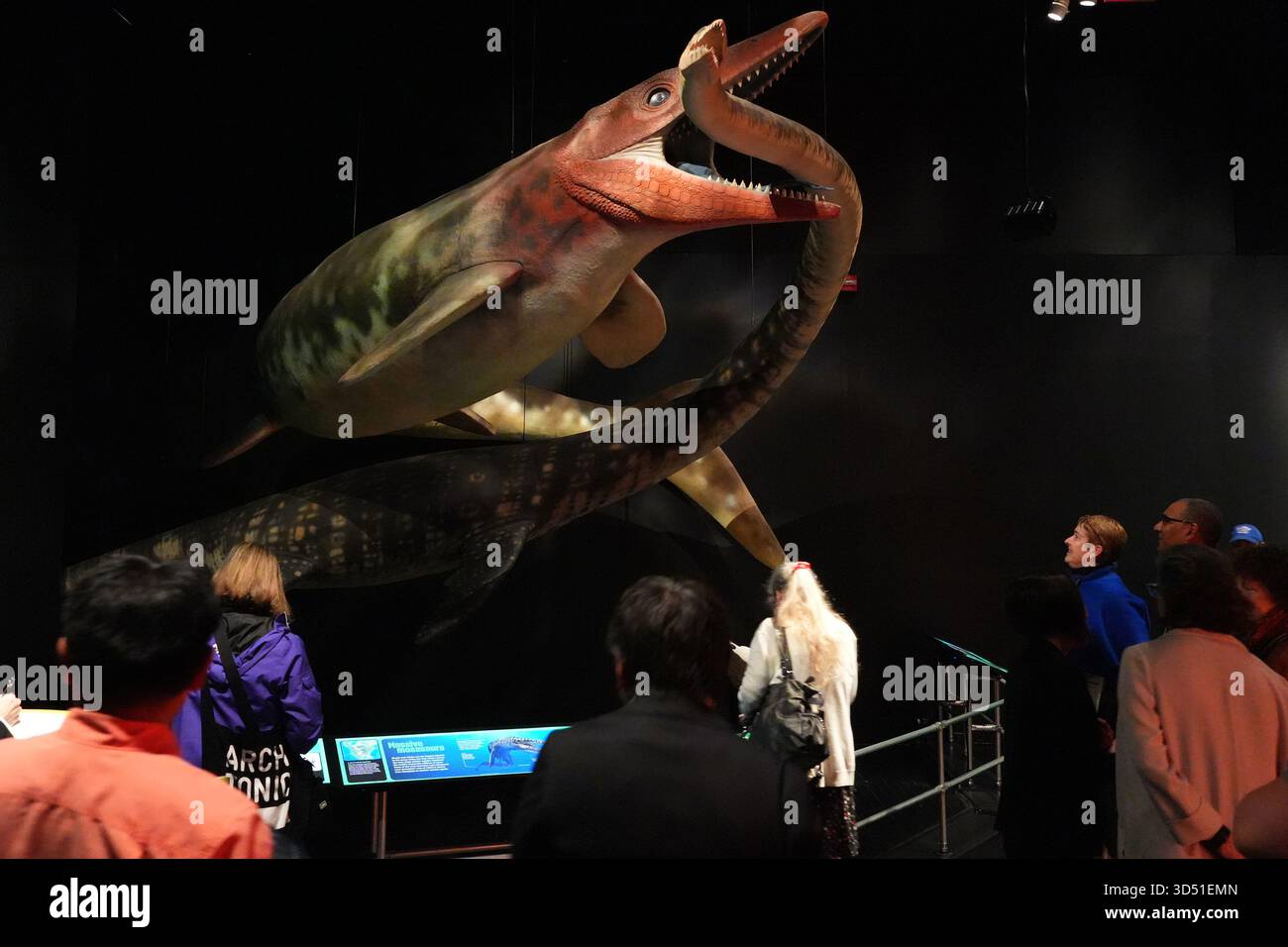 New York, USA. 12. November 2025. Eine Szene von Mosasauren, die auf Plesiosaurier gejagt haben, ist während einer Medienvorschau der Ausstellung „Impact: The End of the Age of Dinosaurs“ am 12. November 2025 im American Museum of Natural History in New York City zu sehen. Die neue Ausstellung wird am 17. November im American Museum of Natural History eröffnet. Quelle: Liao Pan/China News Service/Alamy Live News Stockfoto