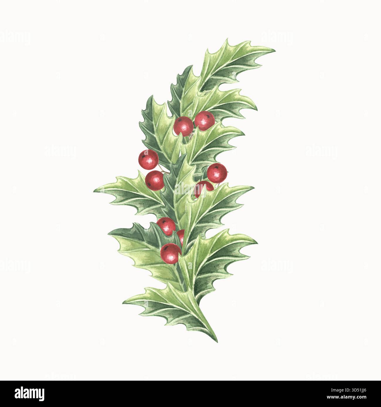 Stechpalme-Zweig mit Blttern und Beeren Aquarell isolierte Illustration  fr festliches Design. Weihnachtssymbol traditionelle Pflanze im Jahrgang.  Handgezeichnet mit Stockfotografie - Alamy