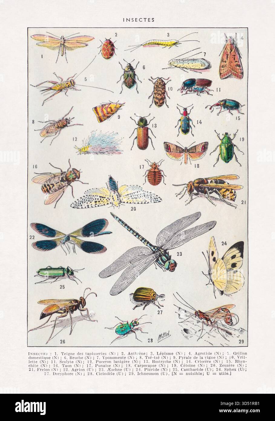 Illustration über die Entomologie (Insektenkunde) von Adolphe Philippe Millot aus einem alten Wörterbuch (Französische Sprache). Stockfoto