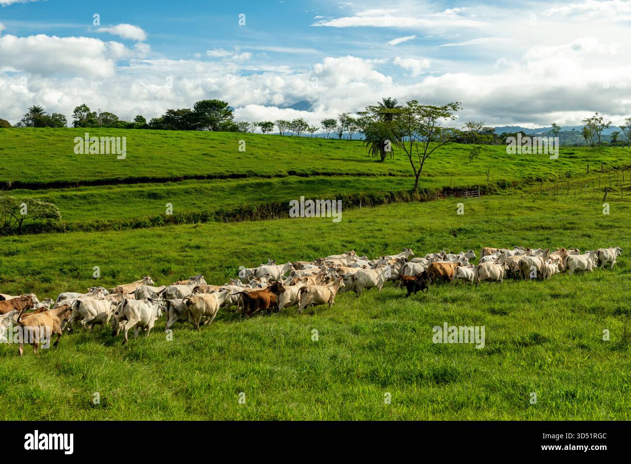Luftaufnahme einer Gruppe von Nelore-Rindern, die auf einer nachhaltigen Bergfarm in Panama, Zentralamerika füttern – Stockfoto Stockfoto