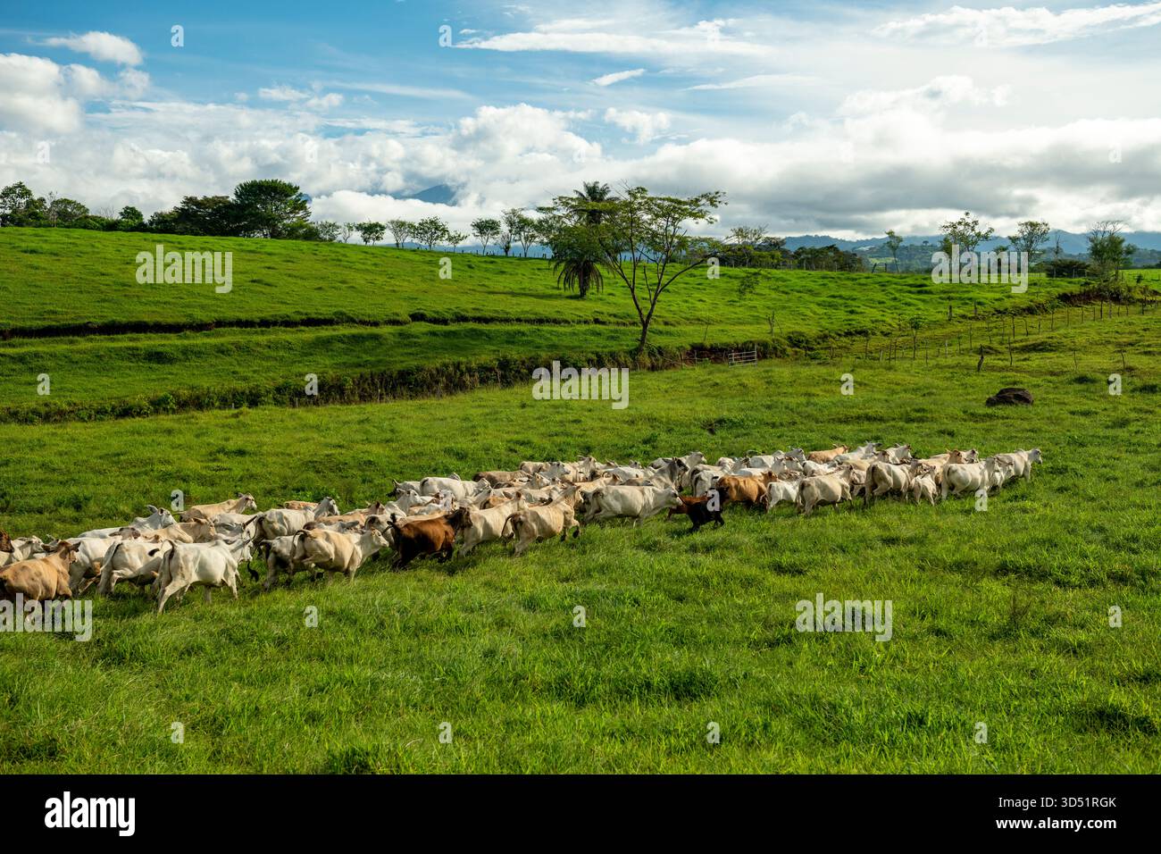 Luftaufnahme einer Gruppe von Nelore-Rindern, die auf einer nachhaltigen Bergfarm in Panama, Zentralamerika füttern – Stockfoto Stockfoto