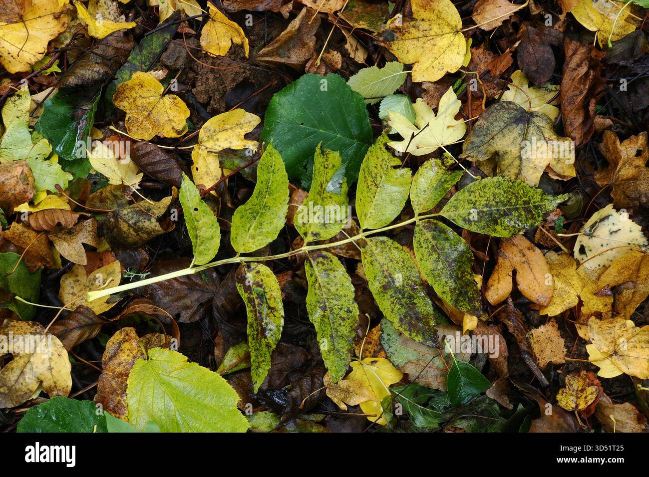 Laubstreu auf dem Boden im Herbst, UK Stockfoto