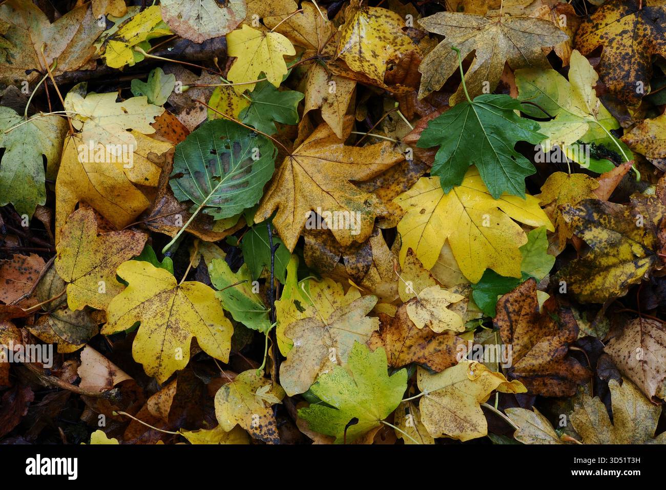 Laubstreu auf dem Boden im Herbst, UK Stockfoto