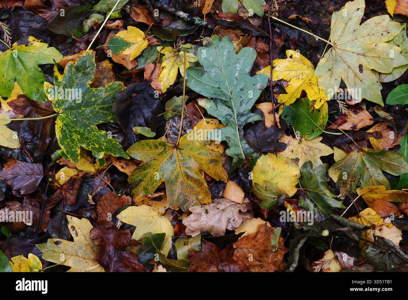 Laubstreu auf dem Boden im Herbst, UK Stockfoto