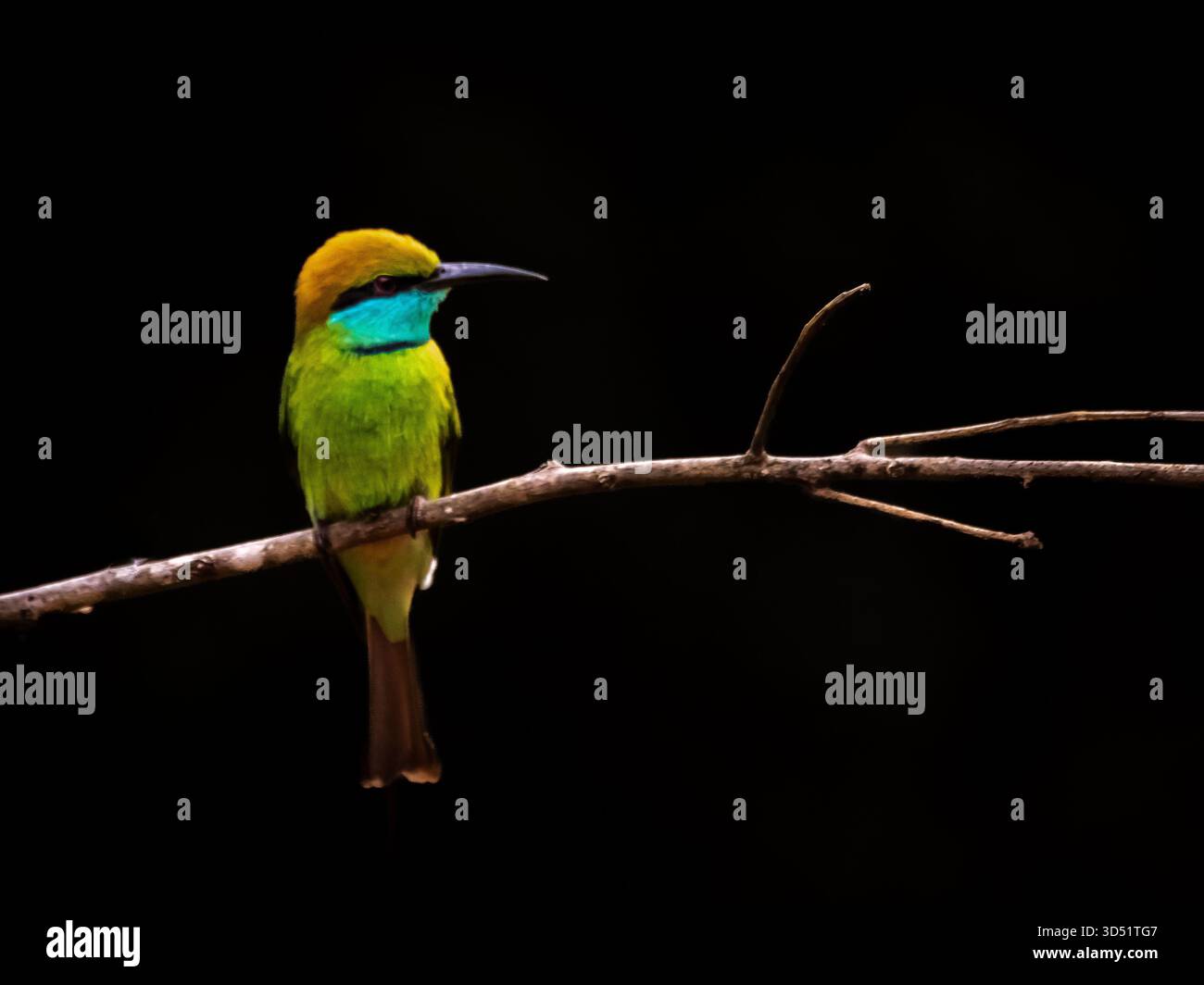 Bienenfresser sitzen auf einem Barsch in Asien Stockfoto