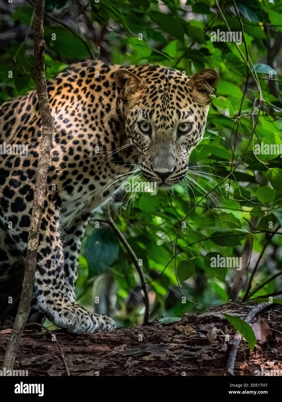 Leoparden können sich leicht im Busch auf beiden Seiten der unbefestigten Straßen durch den Yala-Nationalpark verstecken. Im Gegensatz zu Afrika sind die Sichtungen meist sehr kurz. Stockfoto
