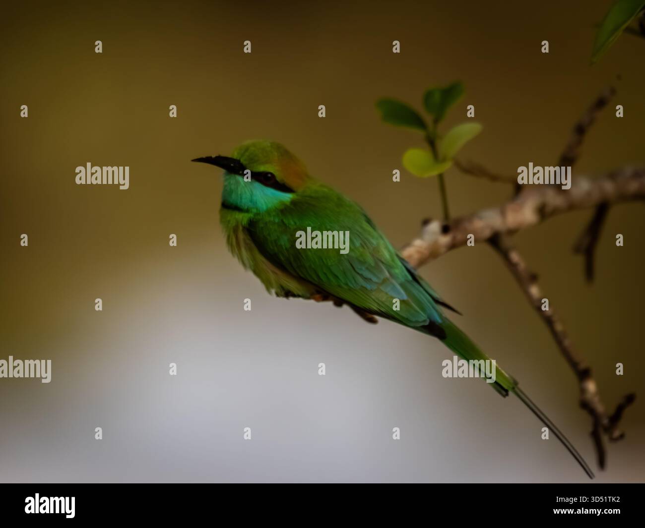 Bienenfresser sitzen auf einem Barsch in Asien Stockfoto