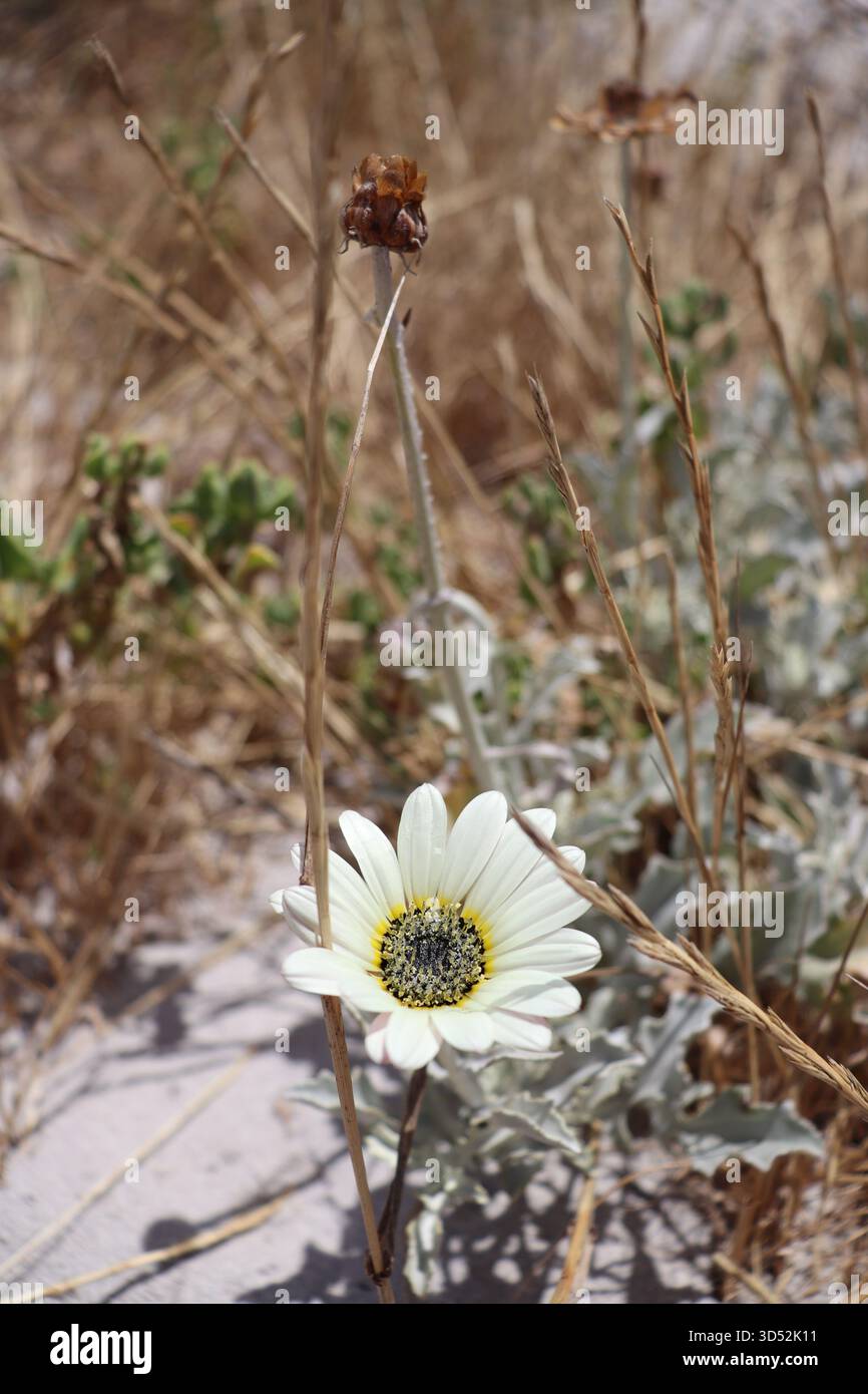 Eine Silver Arctotis, auch afrikanische Gänseblümchen genannt, auf den Dünen des Westkap, blüht unter dem Sonnenlicht und blüht in diesem sandigen, vom Wind verwehten Gelände. Stockfoto