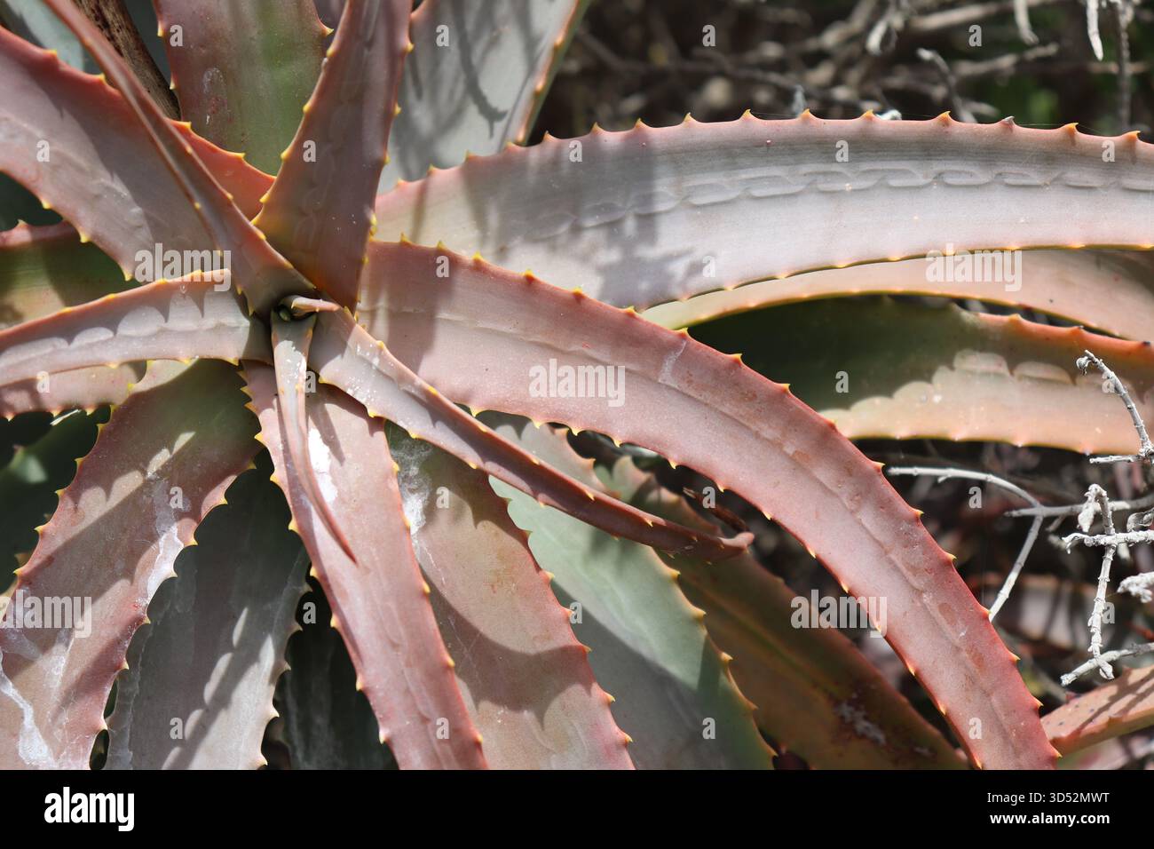 Stachelige Aloe-Arten Wstenpflanze, die im Wstengarten wchst  Stockfotografie - Alamy
