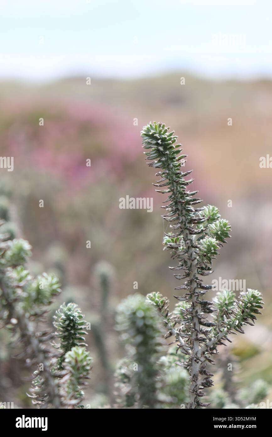 Trockener Küstenstrauch mit scharfem Fokus, mit nadelförmigen, stacheligen Blättern vor einem verschwommenen Hintergrund aus rosa Fynbos-Blumen und Stranddünen. Stockfoto