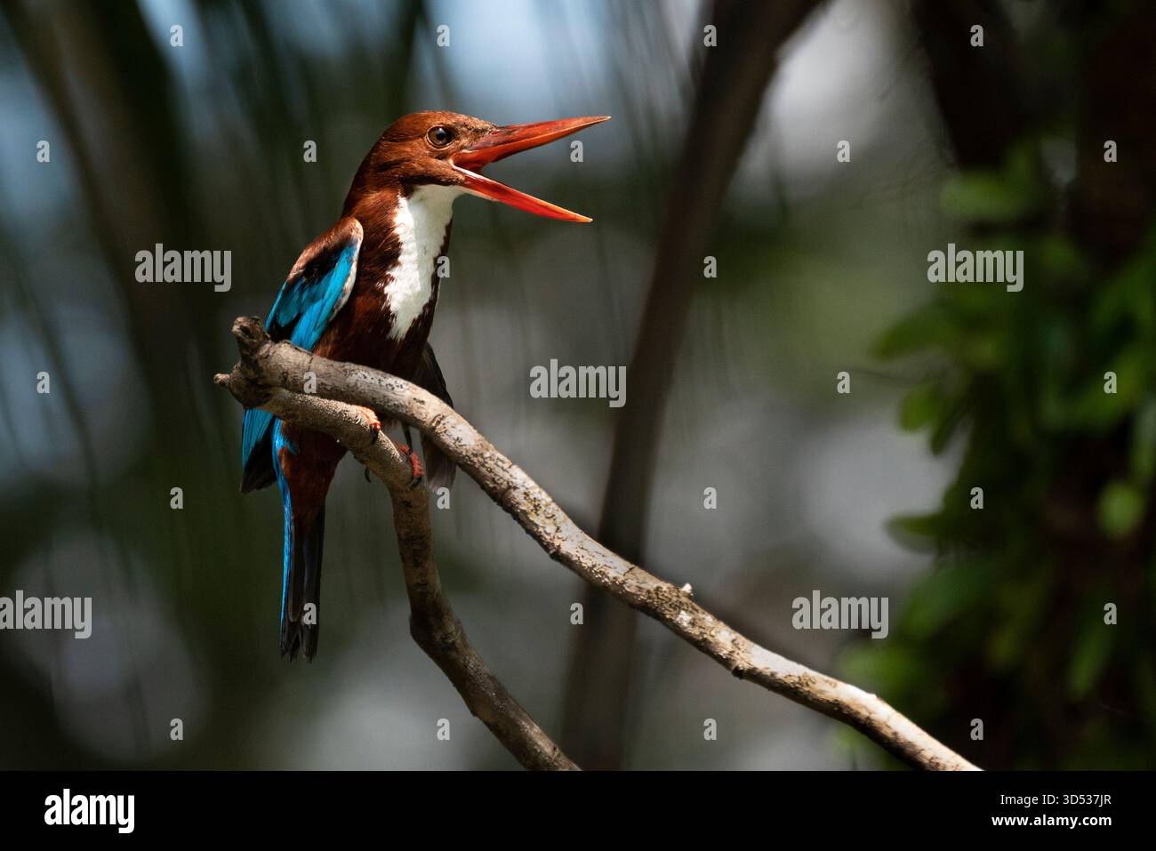 Ein lebendiger Weißkehlenvogel, der auf einem trockenen Ast thront und mitten im Ruf mit seinem hellroten Schnabel weit offen gehalten wurde. Stockfoto