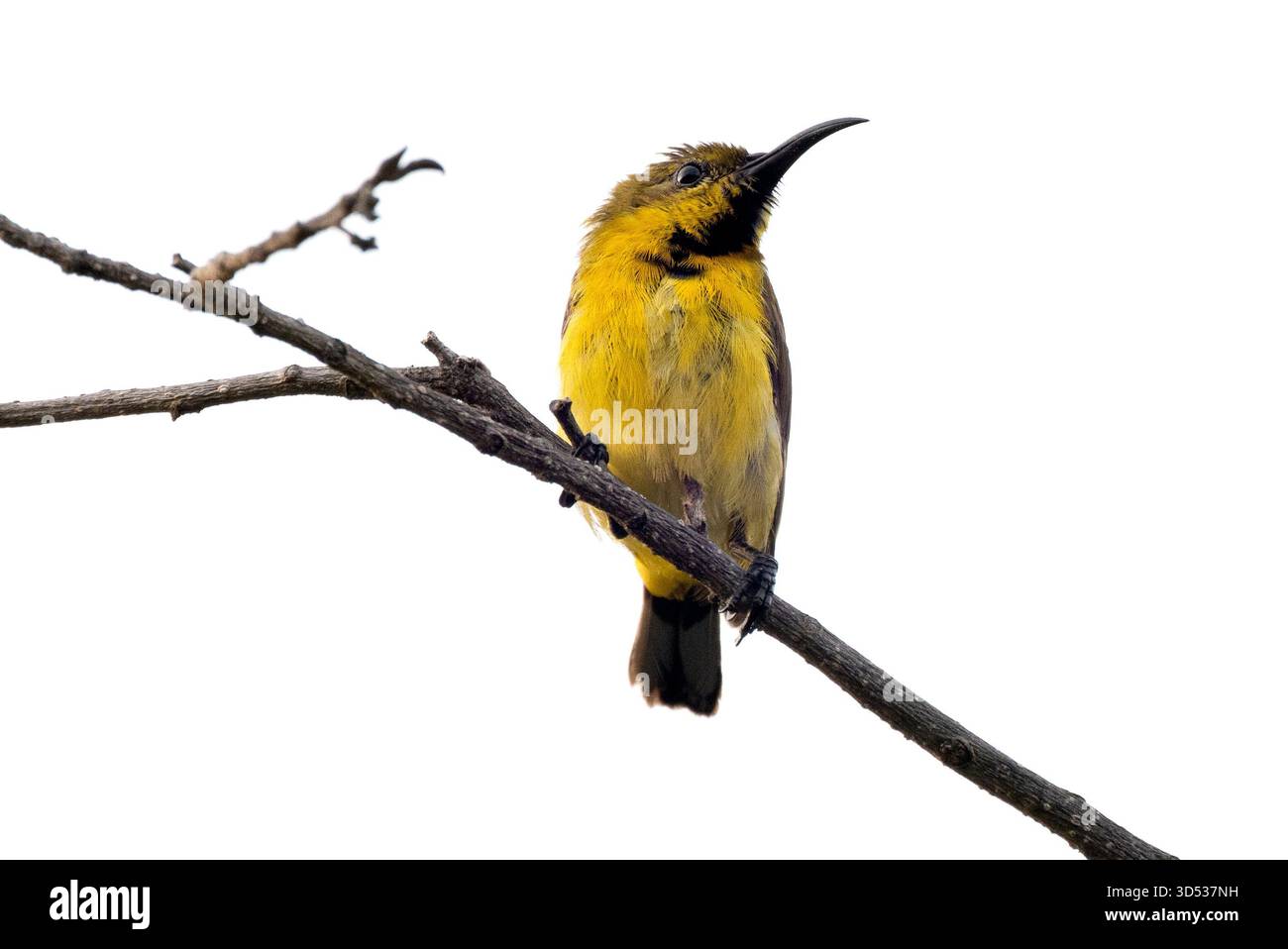 Sonnenvogel mit Olivenrücken auf einem Zweig Stockfoto