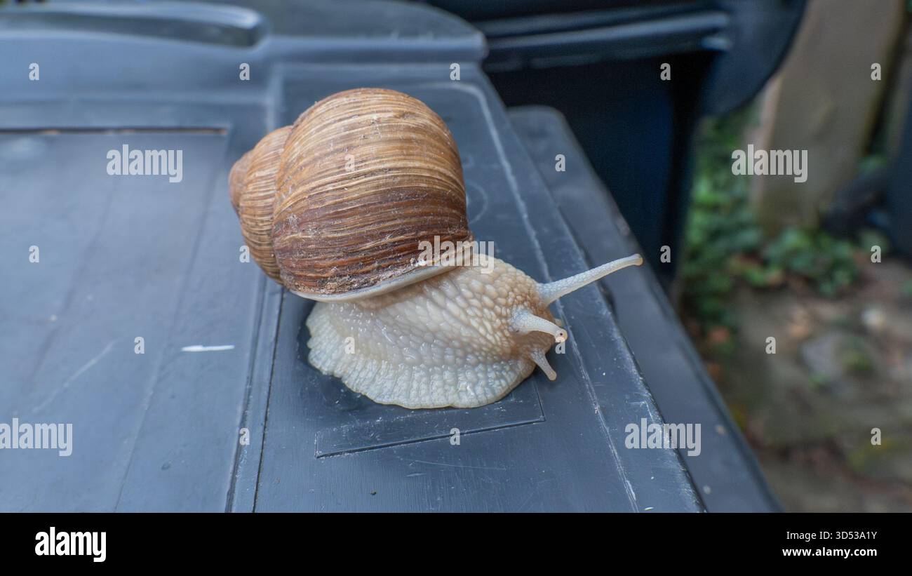 Weinbergschnecke vor schwarzem Hintergrund Stockfoto