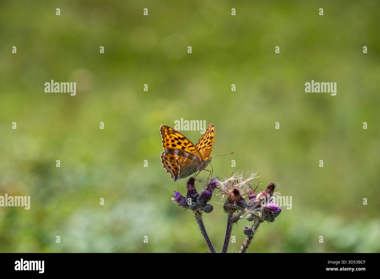 Erleben Sie die heitere Schönheit eines Schmetterlings, der anmutig zwischen einheimischen Blumen vor grünem Naturhintergrund sitzt Stockfoto