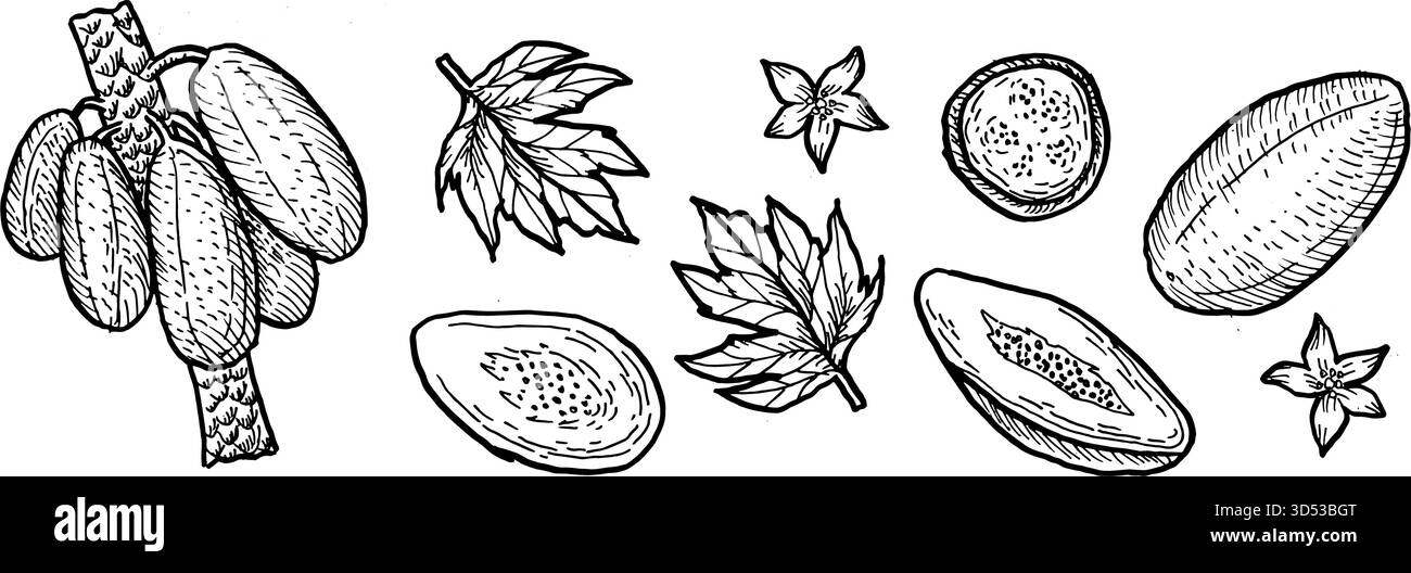 Vektorsatz von Papaya Frucht isoliert. Handgezeichnete Skizze mit Früchten, ganzer Papaya, Hälften mit Blättern und Blumen. Pawpaw lineare Vintage Illustrati Stock Vektor