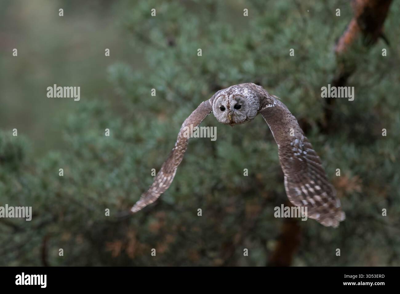 Waldkauz/Waldkauz (Strix aluco) im lautlosen Flug, Fliegen, Jagen, Ausziehen, frontale Schuß am Rande eines Pinienwaldes, oben sehen, Europa. Stockfoto