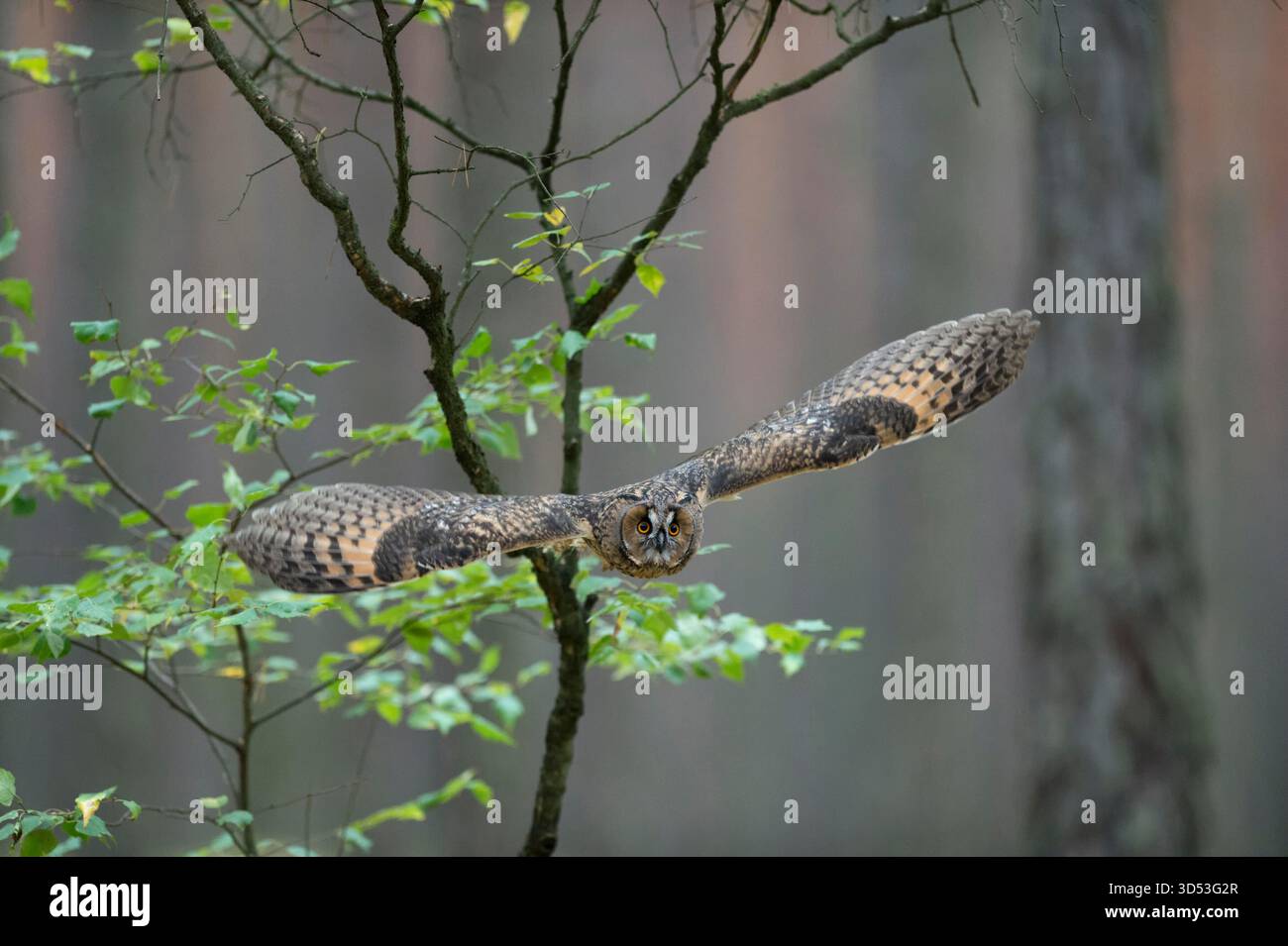 Indische Uhu / Rock Uhu / Bengalenuhu (Bubo Bengalensis) im Flug, dynamische frontale Aufnahme, sehr detaillierte, helle Augen. Stockfoto