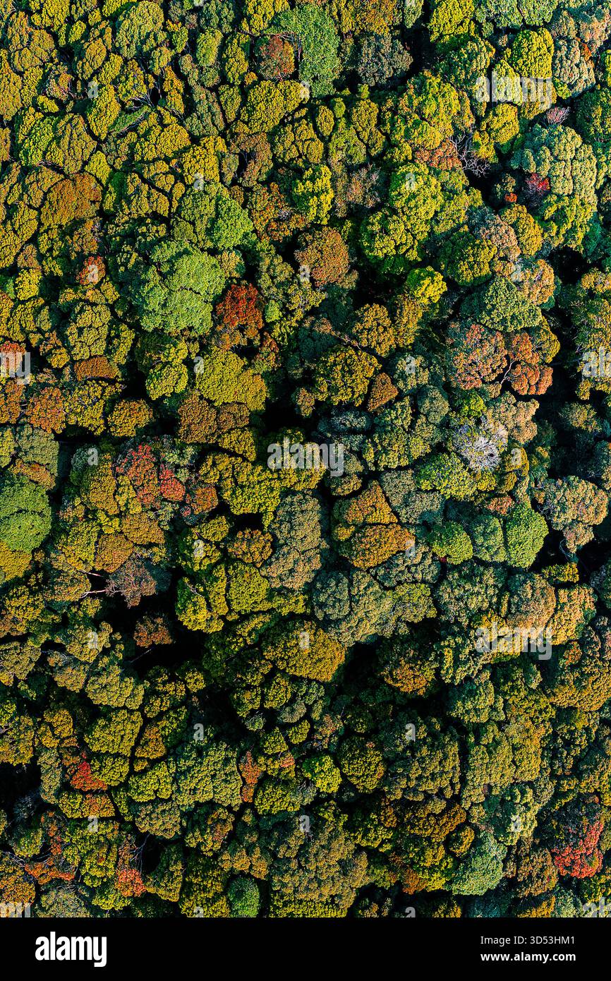 Panorama der Wälder, die im Herbst Blätter wechseln, in der Provinz Gia Lai, Vietnam Stockfoto