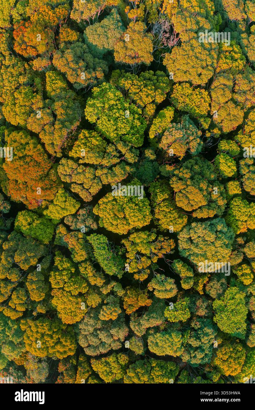 Panorama der Wälder, die im Herbst Blätter wechseln, in der Provinz Gia Lai, Vietnam Stockfoto