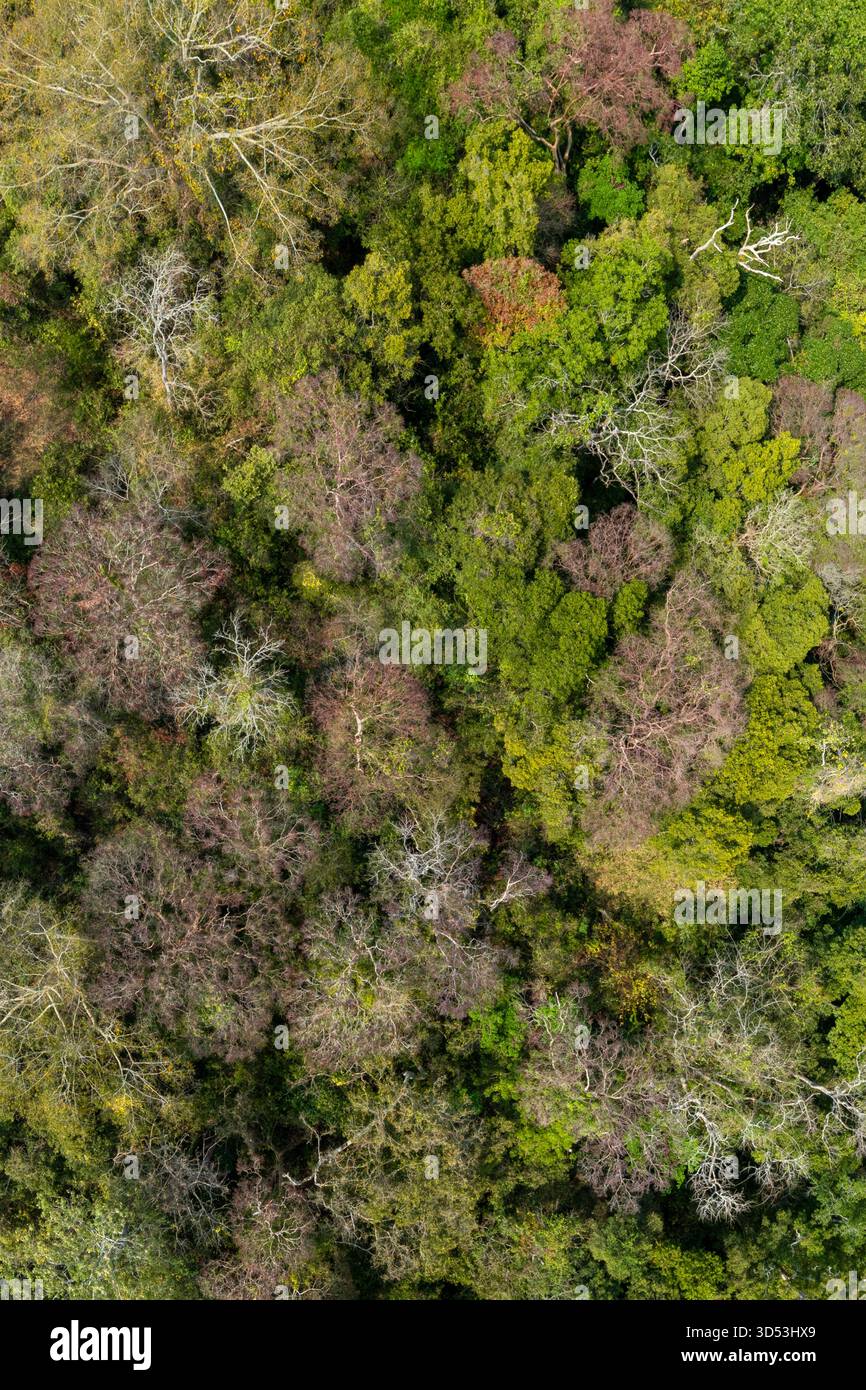 Panorama der Wälder, die im Herbst Blätter wechseln, in der Provinz Gia Lai, Vietnam Stockfoto