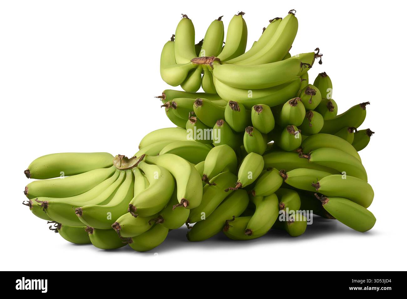 Gruppe junger, unreifer grüner Bananen, dicht verpackt in mehreren Händen isolierter weißer Hintergrund, Konzepte von tropischen Früchten und Landwirtschaft Stockfoto