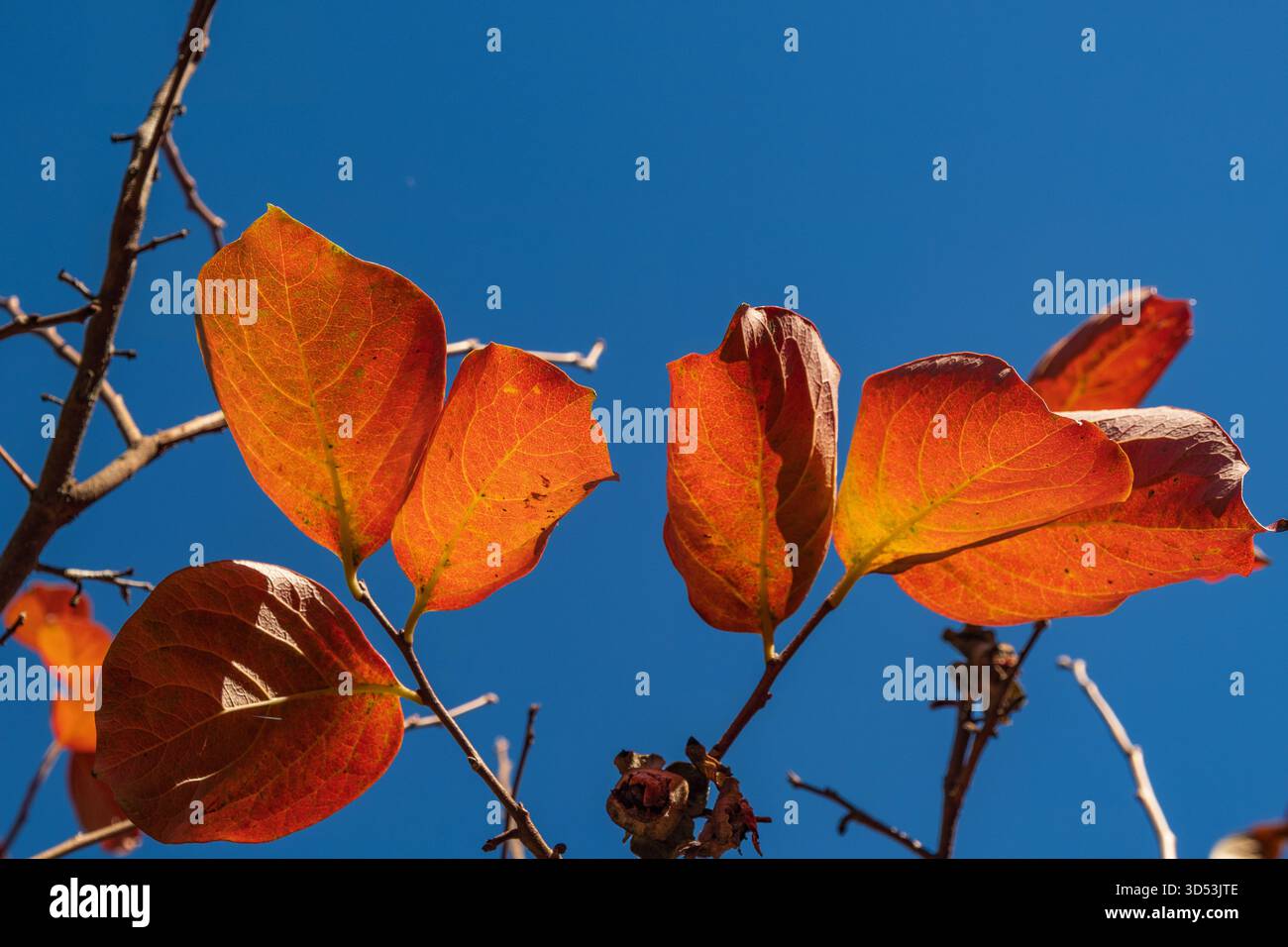 Herbstliches, lebhaftes Laub von persimmonischen Bäumen in der Toskana, Italien Stockfoto