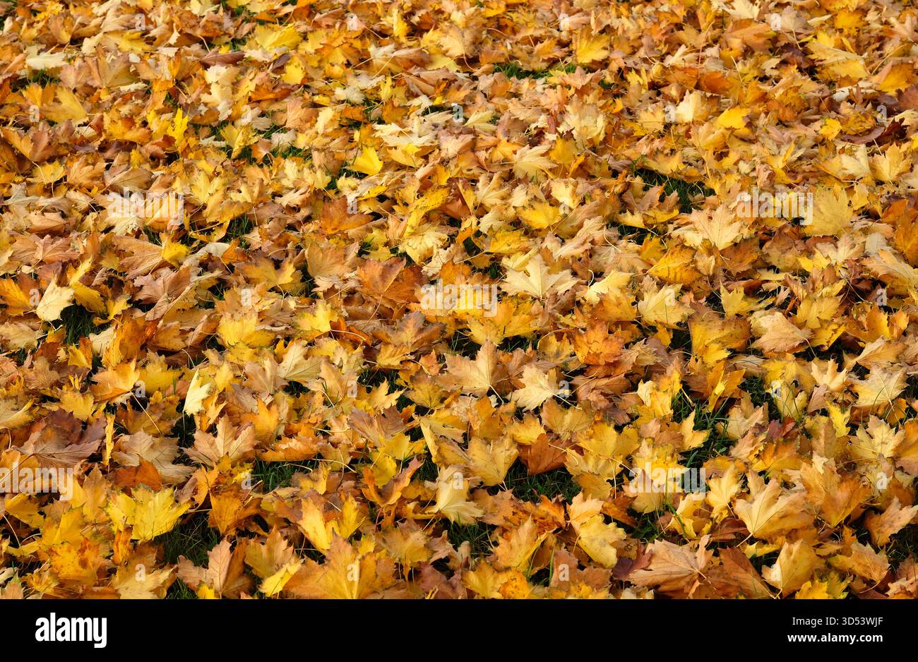 Gelbes Herbstlaub auf Gras, norfolk, england Stockfoto