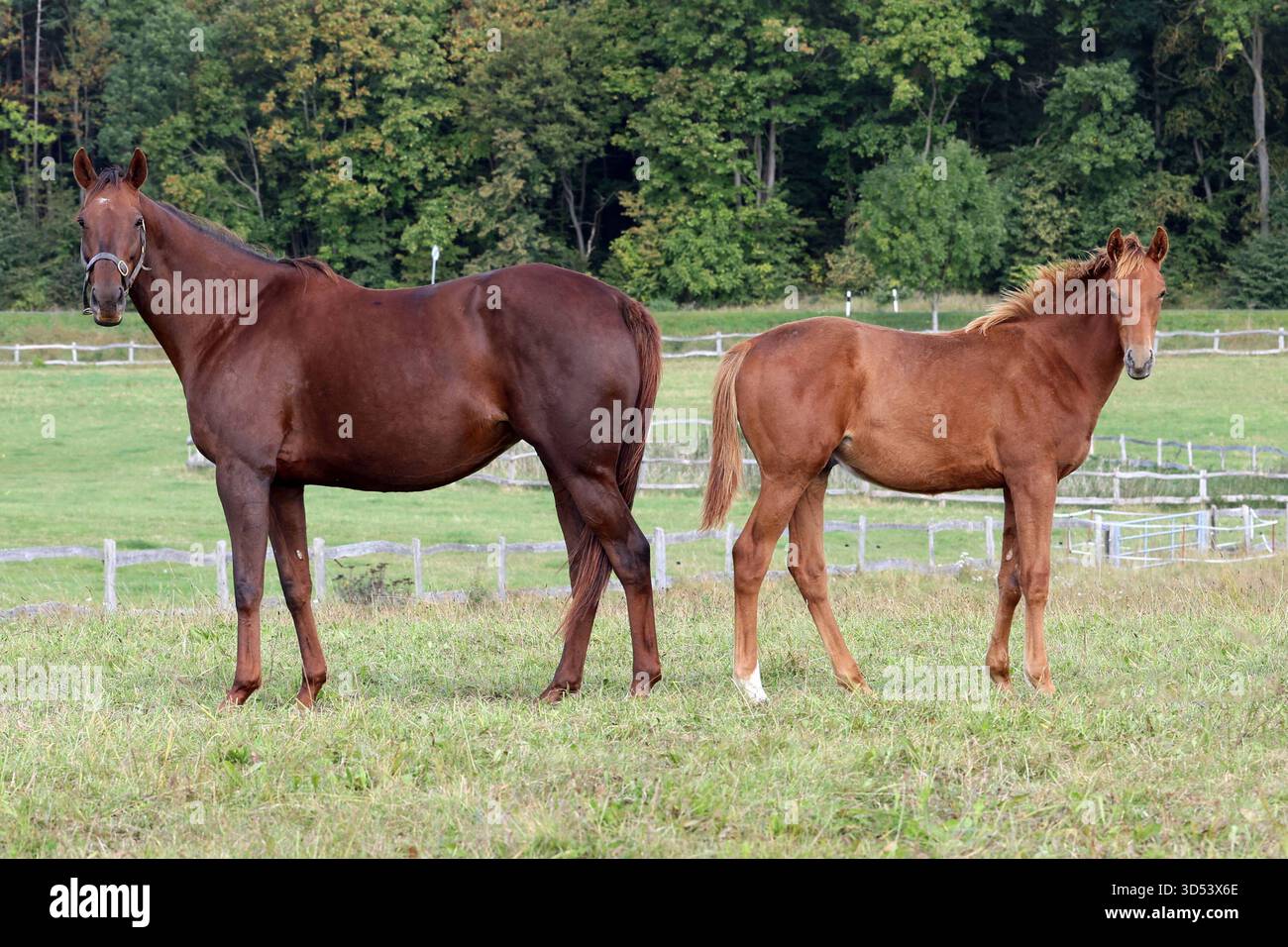 29.09.2025, Göttingen, Brandenburg, GER - Stute und Fohlen stehen aufmerksam auf einer Weide. Mercedes mit Hengstfohlen von Cracksman. Gestuet Goerlsdorf. Pferde, Stute, Fohlen, Noname, Cracksman, Mercedes, Portrait, Portraet, Standbild, Weide, Koppel, entgegengesetzt, aufgestellt, Aufmerksamkeit, Achtung, Spiegelbild, gespiegelt, Exterieur, Koerperbau, Vererbung, Anatomie 250929D128GOERLSDORF.JPG *** 29 09 2025, Goerlsdorf, Brandenburg, GER Stute und Fohlen aufmerksam stehend auf einer Weide Mercedes mit Hengst von Cracksman Gestuet Goerlsdorf Pferde, Stute, Fohlen, Noname, Cracksman, Mercedes, po Stockfoto