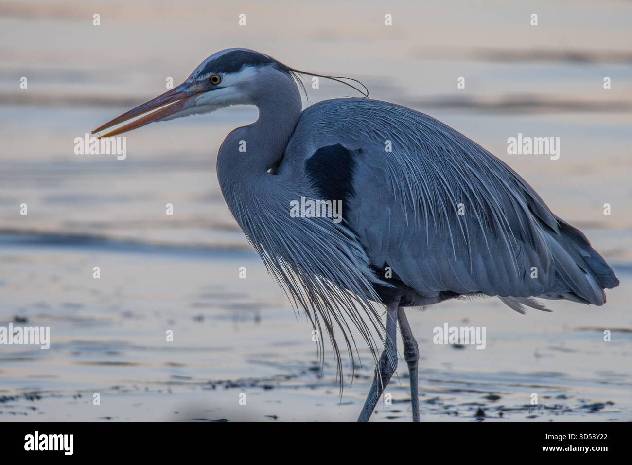 Nahaufnahme eines großen Blaureihers (Ardea herodias), der bei Ebbe an einem Strand spaziert, British Columbia, Kanada Stockfoto