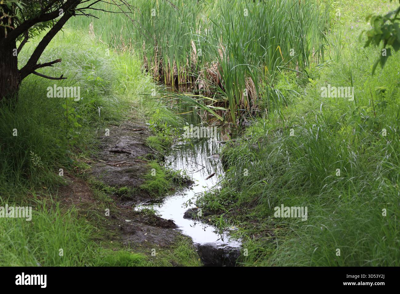 Stierköpfe (Schilf) in einem kleinen Bach zwischen grasbewachsenen Ufern im Borealen Wald im Sommer Stockfoto